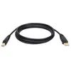 Image de Tripp Lite 6ft USB Cable Hi-Speed Gold Shielded USB 2.0 A/B Male / Male 6' - câble USB - 1.8 m