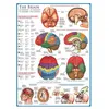 Image de Puzzle Eurographics - Le cerveau, 1000 pièces