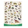 Image de Puzzle Eurographics - Oiseaux, 1000 pièces