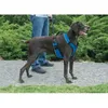Image de Easy Walk Harnais S - Bleu - Pour Chien