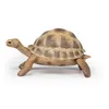 Image de Papo - Tortue d'Hermann -