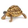 Image de LA VIE SAUVAGE Tortue d'Hermann