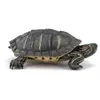 Image de Papo Tortue de Floride