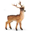 Image de Cerf