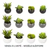Image de plante grasse aimant 6cm