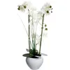 Image de orchidée vase céramique blanc 53cm