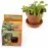 Image de Pot avec coupelle Plante carnivore Radis et Capucine 8 cm