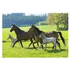 Image de Puzzle Schmidt - Chevaux, 2x26 + 2x48 pièces, boîte en métal