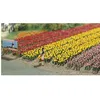 Image de ModÃ©lisme Ho : Tulipes-Busch