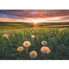 Image de Ravensburger-Puzzle 500 Pieces-Pissenlits Au Crépuscule-Des 12 Ans-Puzzle De Qualité Supérieure-12000592