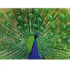 Image de Puzzle 500 pièces : Paon