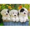 Image de Puzzle 200 PiÃ¨ces PiÃ¨ces Xxl - Chiots En Peluche