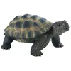 Image de Tortue de terre - deluxe