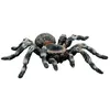Image de Animaux Figurine Tarentule Blanche - 9 Cm