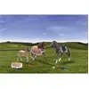 Image de GEEGEE FRIENDS - Famille westfalien