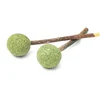 Image de 2 jouets Aumüller Lollipop jouet dentaire au matatabi pour chat
