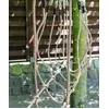 Image de Small Foot - Pont de cordes - 6998