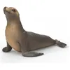 Image de Wild Life Otarie