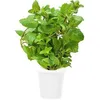 Image de Recharge jardin d'intÃ©rieur Click And Grow Menthe poivrÃ©e lot de 3