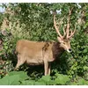 Image de Peluche Cerf 100 Cm Anima