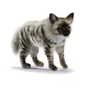 Image de Peluche hyène Anima 31 cm