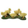 Image de Canard - Canetons
