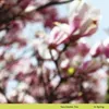 Image de In Spring