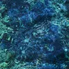 Image de Luminescent Creatures