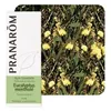 Image de Eucalyptus MentholÃ© - Huile Essentielle Eucalyptus Dives 10 Ml - PranarÃ´m