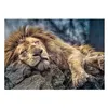 Image de Puzzle Trefl - Lion endormi, 1000 pièces