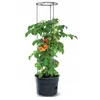 Image de Pot Pour Pied De Tomates 12l Tomato Grower Ipom300-S433