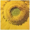 Image de Girassol