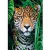 Image de JAGUAR IN THE JUNGLE HQC (COMPACT BOX 500 STUKJES)