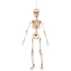 Image de Boland décoration Squelette mobile 50 cm polyéthylène beige