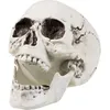 Image de DÃ©coration squelette 24 x 18 cm Halloween Taille Unique