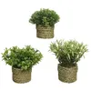 Image de plante dÃ©corative basic home artificielle corde vert 16 x 3 cm