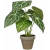 Image de Plante décorative - MICA DECORATIONS - Caladium - Ø 21 cm - Hauteur 28 cm - Artificielle