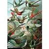 Image de Puzzle 1000 pièces Piatnik Haeckel Colibris