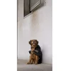 Image de Diego & Louna Manteau Pour Chien Nylon Teddy