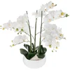 Image de Atmosphera Pot De Fleur Orchid Jj1683