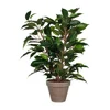 Image de Mica Decorations Plante Artificielle Ficus Natsja