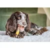 Image de Nylabone Extreme chew textured bone cheese & steak large