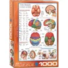 Image de Eurographics - Het Brein [The Brain] - 1000 stukjes 48×68cm (b×h) - Legpuzzel