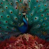 Image de Sorceress