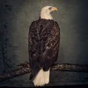 Image de Clutch - Book Of Bad Decisions (2 LP)