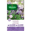 Image de Vilmorin - Vlinderlavendel - V441