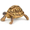 Image de Papo Griekse Landschilpad 50264 | Actiefiguur & verzamelitem