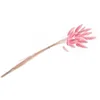 Image de CHAKS - Pastelroze Lagurus Boeket 50-60 cm met 25 stelen