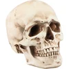 Image de CHAKS - Harsschedel 21 cm