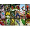 Image de Grafika Puzzel Collage - Mooiste vogels ter wereld - 1500 stukjes - 12+ jaar